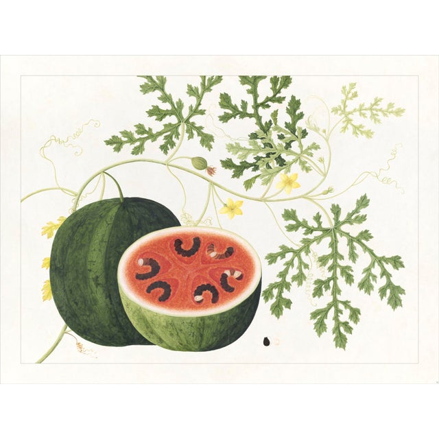 Golden Tropic Botanicals – Set of 8 Giclée Prints in Bamboo Moulding For Sale - Image 13 of 18