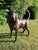 Life-Size Bronze Bloodhound Garden Statue from Christian Maas For Sale - Image 12 of 18