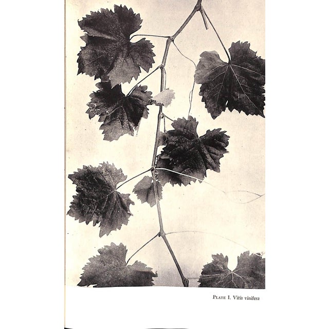 Paper "Grapes and Vines: From Home Vineyards" 1945 Hedrick, U. P. For Sale - Image 7 of 9