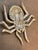Gemstone Vintage 18 Karat White Gold & 7.7 Ct of Diamond Spider Brooch /Pin , 18.8 Gm For Sale - Image 7 of 18