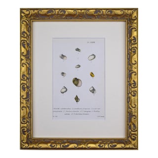 19th Century Antique Hand Colored English Shell Print by John Jeffreys 1869 For Sale