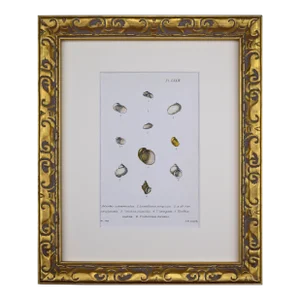 19th Century Antique Hand Colored English Shell Print by John Jeffreys 1869