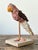 Vintage Boho Shell Encrusted Bird on a Perch For Sale - Image 4 of 8