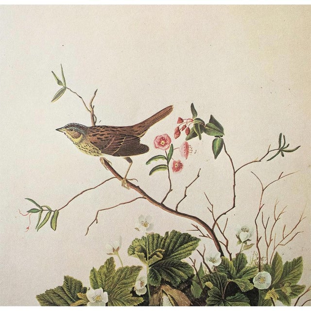 Farmhouse 1966 Vintage Cottage Print "Lincoln's Sparrow & Finch" After John James Audubon For Sale - Image 3 of 7