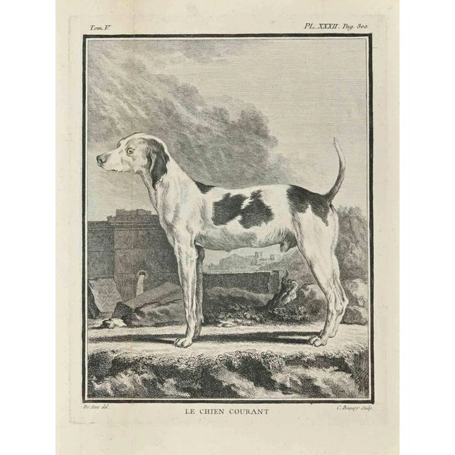 Jean Charles Baquoy, Le Chien Courant, Etching, 1771 For Sale