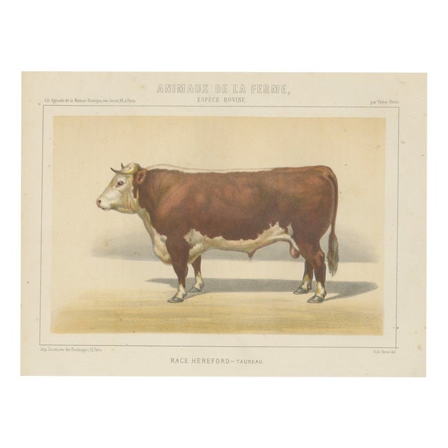 After Charles Olivier de Penne, Hereford Bull, British Cattle from Animaux De La Ferme, 1863, Chromolithograph For Sale
