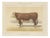 After Charles Olivier de Penne, Hereford Bull, British Cattle from Animaux De La Ferme, 1863, Chromolithograph For Sale