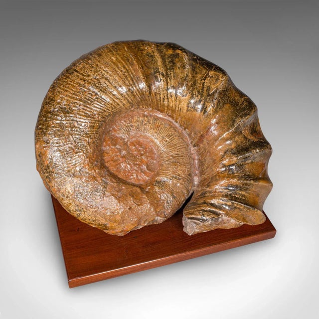 Large Ammonite Specimen, Natural History, Jurassic Fossil, Antique Presentation For Sale - Image 6 of 12