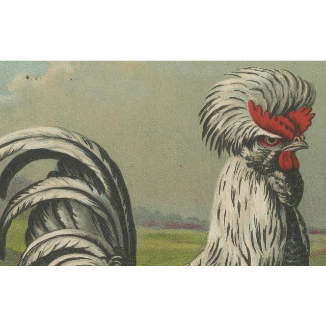After Förster, Houdan Chicken, 1888, Print For Sale - Image 4 of 10