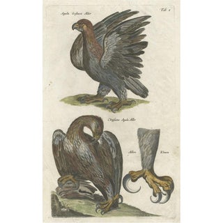 Johnston, Bird Illustration of Two Eagles and an Eagle Claw, 1657, Hand-Colored Print For Sale