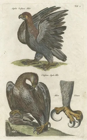 Johnston, Bird Illustration of Two Eagles and an Eagle Claw, 1657, Hand-Colored Print