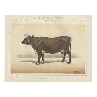 Borie, Flemish Cow, French Cattle Breed, 1863, Chromolithograph For Sale
