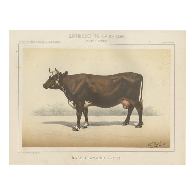 Borie, Flemish Cow, French Cattle Breed, 1863, Chromolithograph For Sale