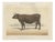 Borie, Flemish Cow, French Cattle Breed, 1863, Chromolithograph For Sale