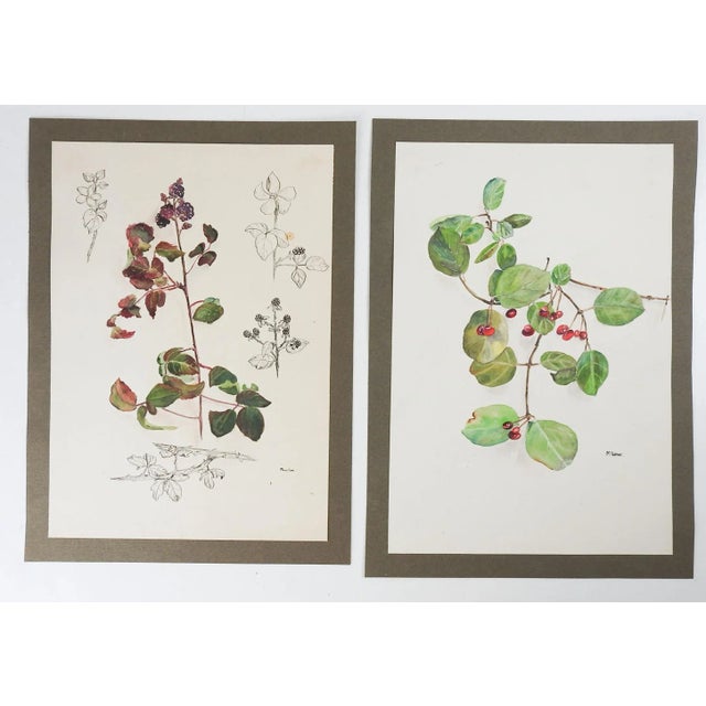Vintage Botanical Berries Watercolor Paintings - a Pair For Sale In Seattle - Image 6 of 6
