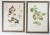 Vintage Botanical Berries Watercolor Paintings - a Pair For Sale In Seattle - Image 6 of 6