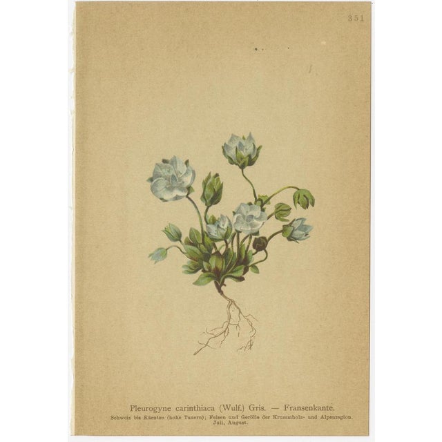 Gold Alpine Gentian Botanical Illustrations, 1897, Set of 8 For Sale - Image 8 of 11