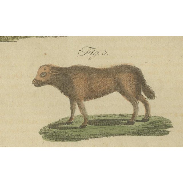 Brown Bertuch, Exotic Cattle, Yak & Buffalo, 1800, Engraving For Sale - Image 8 of 10
