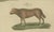 Brown Bertuch, Exotic Cattle, Yak & Buffalo, 1800, Engraving For Sale - Image 8 of 10