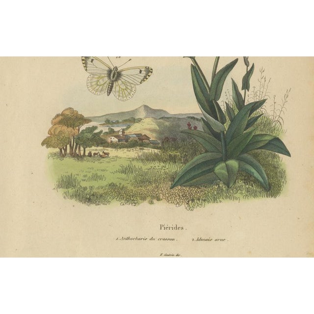 Black E. Guérin, Butterfly and Moth, 1835, Engraving, Set of 2 For Sale - Image 8 of 13