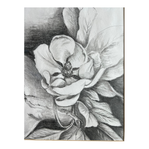 Pencil Drawing of a Magnolia Flower