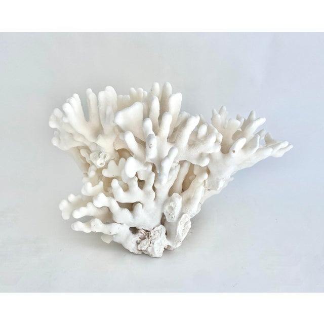 Shell Extraordinary Natural Pacific Elkhorn Coral Specimen For Sale - Image 7 of 9