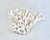 Shell Extraordinary Natural Pacific Elkhorn Coral Specimen For Sale - Image 7 of 9