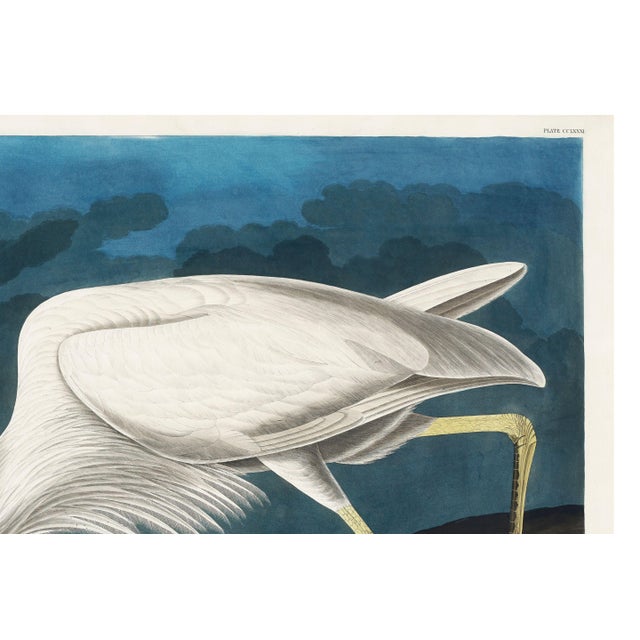 Great White Heron, Vintage Art Print Reproduction From Birds of America by John James Audubon, 60" X 40" For Sale - Image 9 of 11