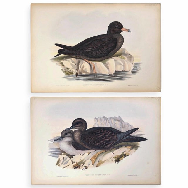 Rare Gould Pattern Gallery, 19th Century Hand-Colored Lithographs From John Gould’s Birds of Australia | Custom Mat Selection - Set of 6 For Sale - Image 16 of 18