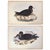 Rare Gould Pattern Gallery, 19th Century Hand-Colored Lithographs From John Gould’s Birds of Australia | Custom Mat Selection - Set of 6 For Sale - Image 16 of 18