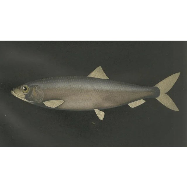 Late 19th Century C. Erdmann, Scandinavian Herring and Shad, 1895, Lithograph on Paper For Sale - Image 5 of 10