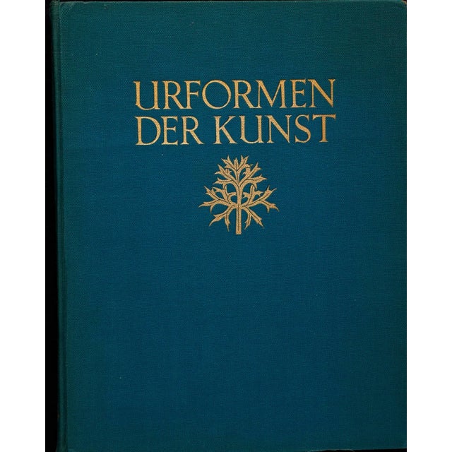 Karl Blossfeldt original photogravure from Urformen der Kunst (Art Forms in Nature) first published in Germany 1928. The...