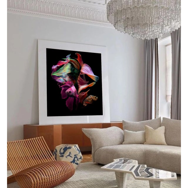 Several Male Betta Fish Swimming Against Black.