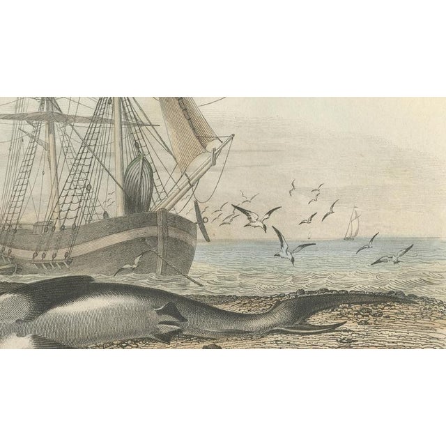 After Édouard Traviès, Le Requin (Shark), 1840, Hand-Colored Engraving For Sale - Image 8 of 10