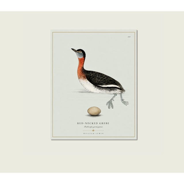 Illustration William Lewin 1789 Waterbirds Fine Art Gallery Board Print - The Red Necked Grebe For Sale - Image 3 of 12