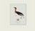 Illustration William Lewin 1789 Waterbirds Fine Art Gallery Board Print - The Red Necked Grebe For Sale - Image 3 of 12