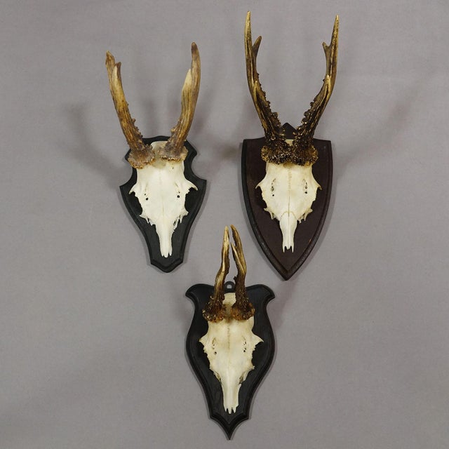 1960s Set of Six Roe Deer Trophies on Turned Plaques Germany Ca. 1960s For Sale - Image 5 of 7