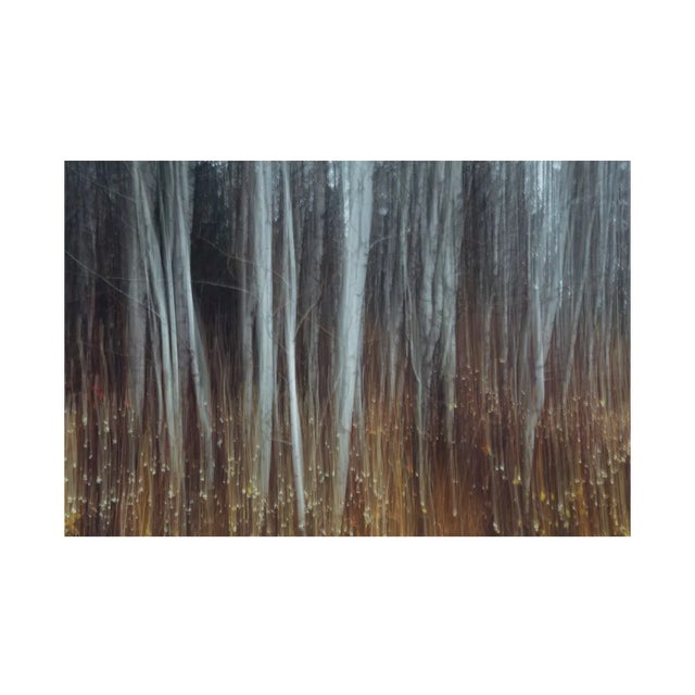 Mint Images, An Aspen Forest in Autumn, Photographic Paper For Sale