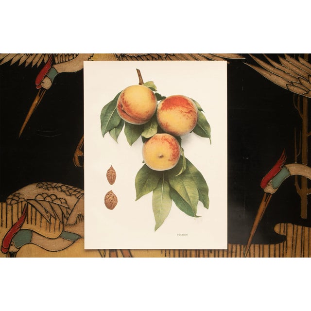 Paper 1900s U. P. Hedrick, Original Antique Photogravure of Pearson Peaches For Sale - Image 7 of 8