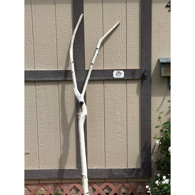 Real white birch branch cut from the Treasure Valley, ID (2013), trimmed to perfection, height at 56" with 13 3/4" wide...