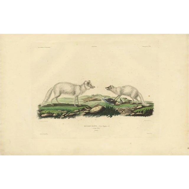 M. Paul Gaimard, Artic Fox in Winter Coat, 1842, Engraving on Paper For Sale