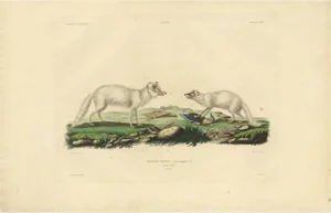 M. Paul Gaimard, Artic Fox in Winter Coat, 1842, Engraving on Paper