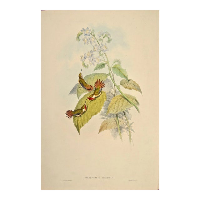 Flame-Bearer Hummingbirds: A 19th Hand-Colored "Selasphorus Scintilla" by John Gould and Henry Constantine Richter 1850 For Sale