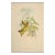 Flame-Bearer Hummingbirds: A 19th Hand-Colored "Selasphorus Scintilla" by John Gould and Henry Constantine Richter 1850 For Sale