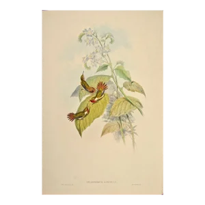 Flame-Bearer Hummingbirds: A 19th Hand-Colored "Selasphorus Scintilla" by John Gould and Henry Constantine Richter 1850