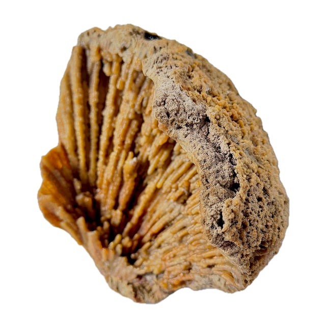 Ancient fossilized amber coral specimen. Fan coral like structure crystalized and fossilized into stone. No maker's marks.