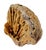 Ancient fossilized amber coral specimen. Fan coral like structure crystalized and fossilized into stone. No maker's marks.