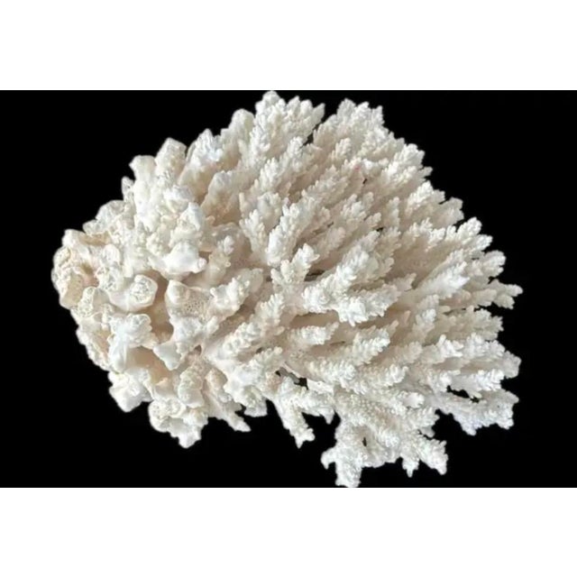 Late 20th Century Natural White Coral Reef Specimen #8 For Sale - Image 5 of 9