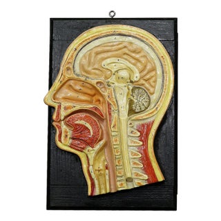 Antique Teaching Aid Median Incision of the Human Head, 1920s For Sale