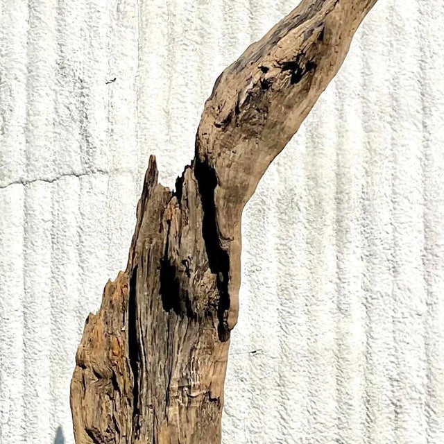 Coffee Late 20th Century Driftwood Sculpture on Steel Plinth For Sale - Image 8 of 13